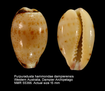 Purpuradusta hammondae dampierensis.jpg - Purpuradusta hammondae dampierensisSchilder & Cernohorsky,1965